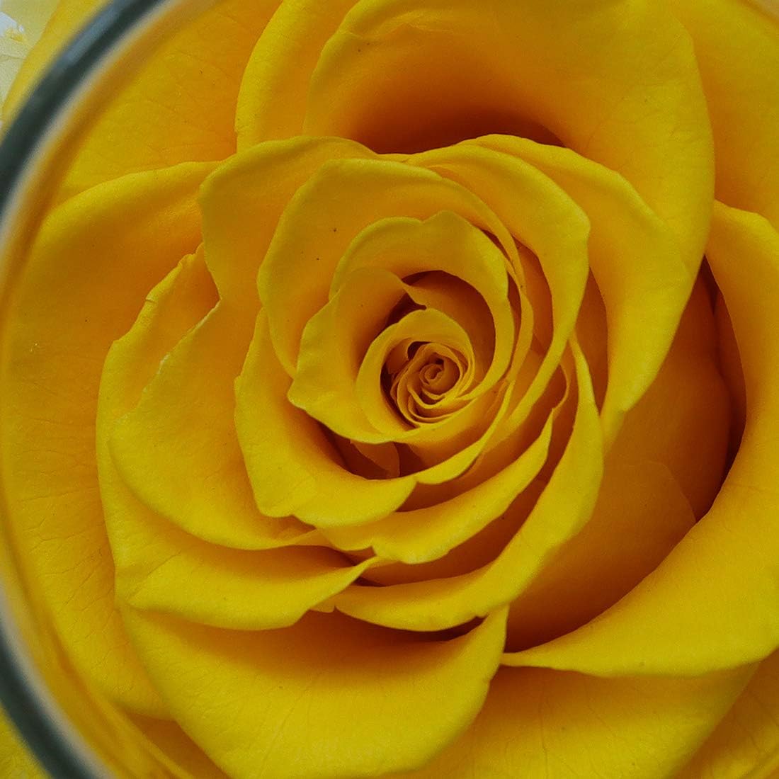 Preserved Real Roses with Colorful Mood Light Wishing Bottle,Eternal Rose,Never Withered Flowers, a Gifts for Women 4.3inch 1pcs (Yellow)